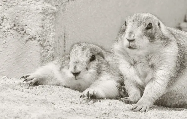 Picture black and white, a couple, rodents, Prairie dogs