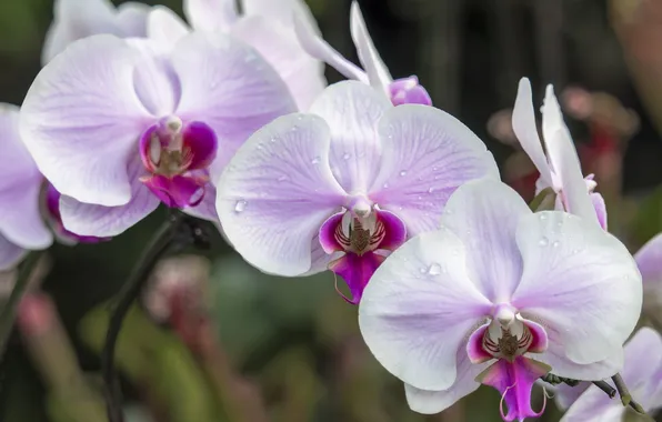 Macro, pink, tenderness, Orchid