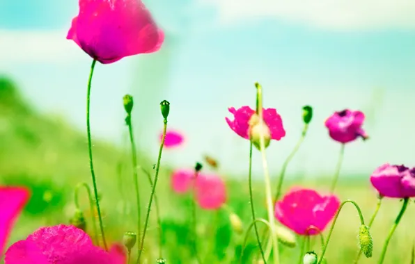 Greens, flowers, background, pink, Wallpaper, blur, wallpaper, flowers
