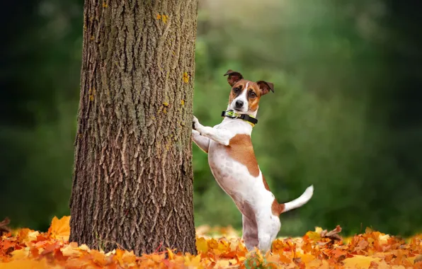 Autumn, tree, dog, fallen leaves, Jack Russell Terrier, Ekaterina Kikot