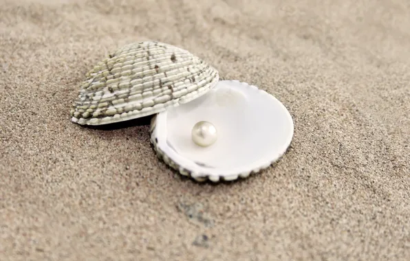 Picture BACKGROUND, SAND, SHELL, PEARL