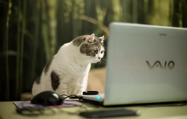 Picture cat, look, laptop