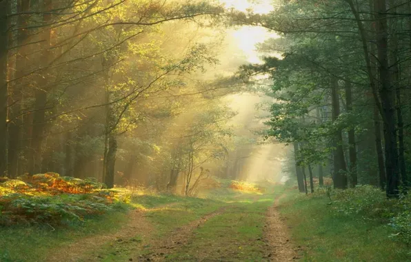 Picture road, forest, light