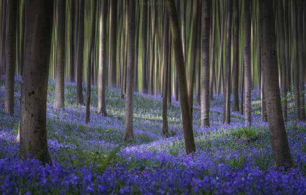 Forest, flowers, spring