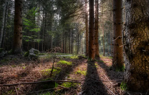 Picture forest, branches, moss