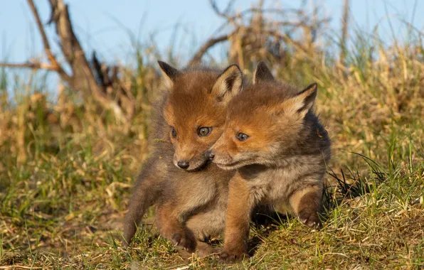 Grass, look, nature, pose, Fox, a couple, faces, cubs