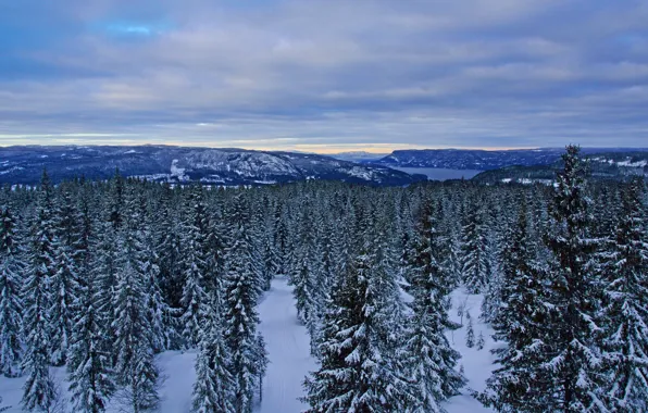 Picture The sky, Clouds, Winter, Snow, Forest, Panorama, Norway, Frost