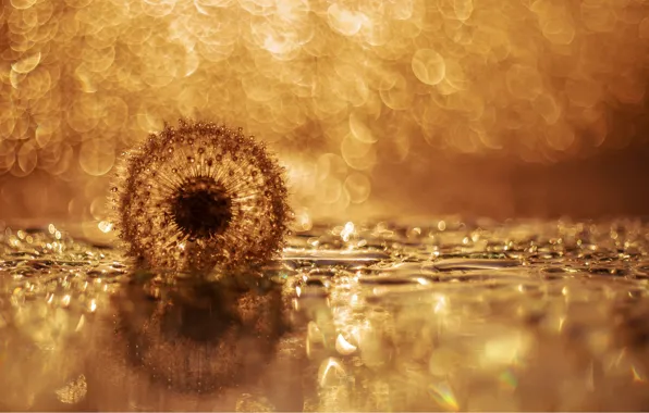 Drops, reflection, dandelion, bokeh, bokeh, drops, reflection, dandelion