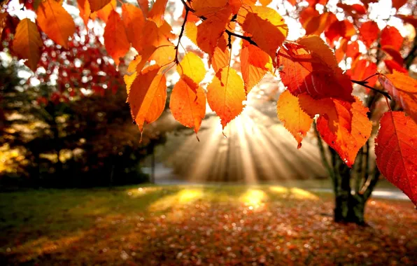 Picture autumn, leaves, rays, trees