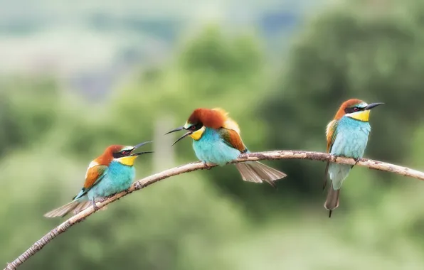 Birds, pose, branch, three, birds, trio, blurred background, the European bee-eater Golden