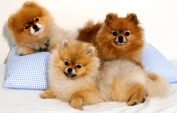 Picture look, dog, pillow, Spitz, Trinity