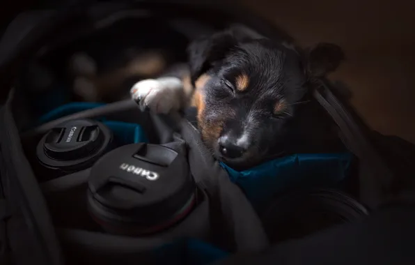 Dog, camera, puppy