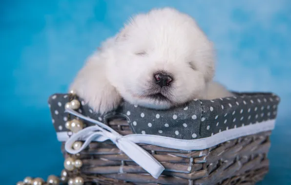 White, sleep, dog, baby, muzzle, sleeping, puppy, basket