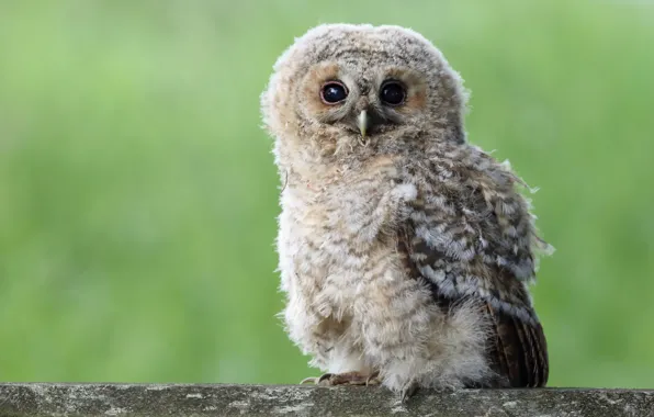 Look, grey, owl, bird, eyes, baby, Board, chick