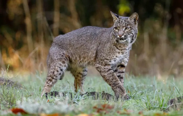 Forest, grass, look, nature, pose, background, paws, walk