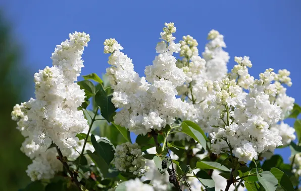 Picture white, flowers, white, lilac, flowering, spring, the sky, branches