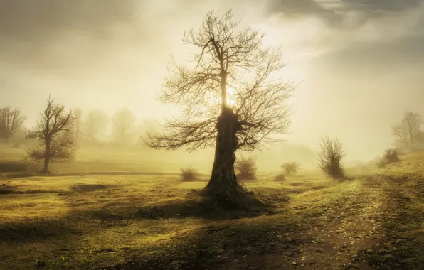 Nature, fog, morning