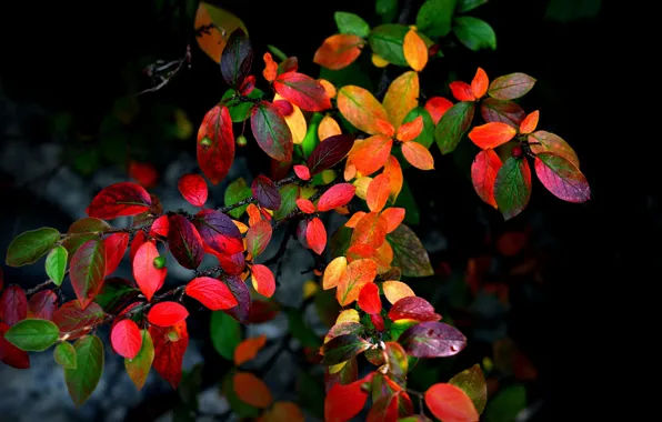 Autumn, leaves, branches, background, Bush