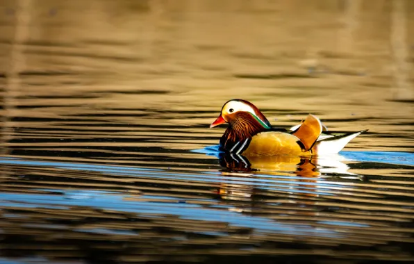 Water, light, reflection, ruffle, duck, pond, swimming, bright plumage
