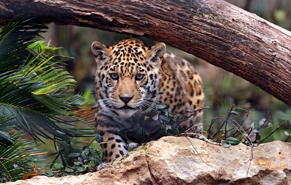 Picture cat, stone, predator, Jaguar, log