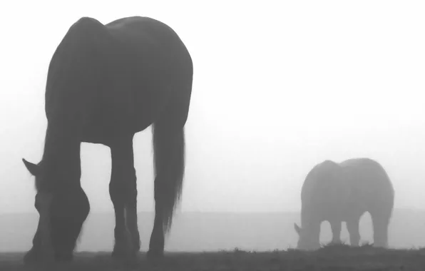 Animals, fog, creative, horse, nature, fog, horses horses