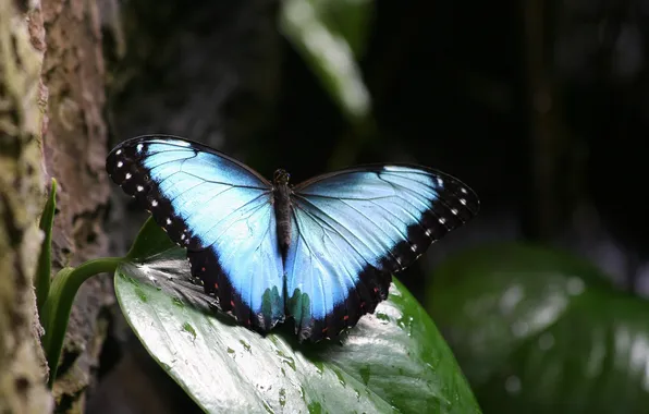 Microsemi, butterfly, leaf, wings, insect, beautiful, closeup