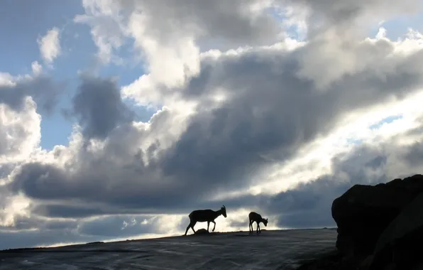 MOUNTAINS, PAIR, The SKY, CLOUDS, HORNS, SILHOUETTES, ROCKS, ARTIODACTYLS