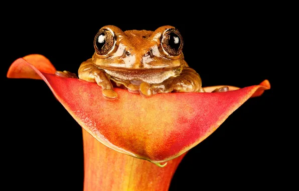 Flowers, nature, frog