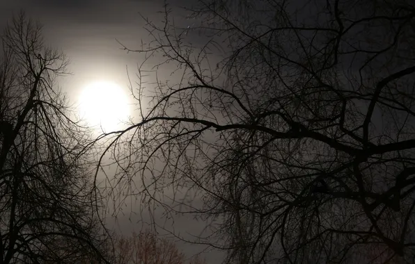The sky, trees, branches, nature, fog, branch, the moon, Autumn