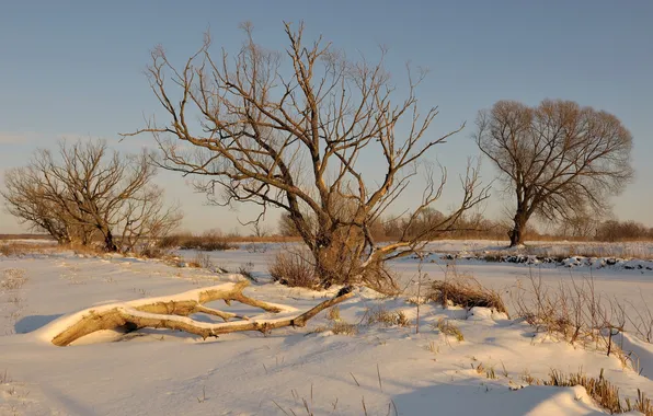 Winter, field, trees, landscape