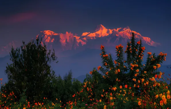 Sunset, flowers, mountains, the bushes, The Himalayas, Nepal