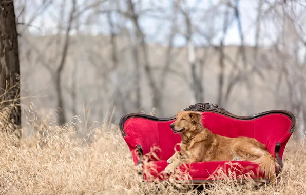 Picture nature, sofa, red chair, golden retriever
