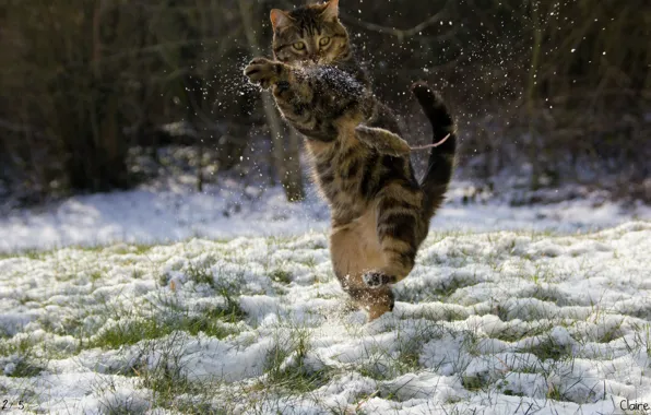 Winter, cat, snow, mouse, Kung fu