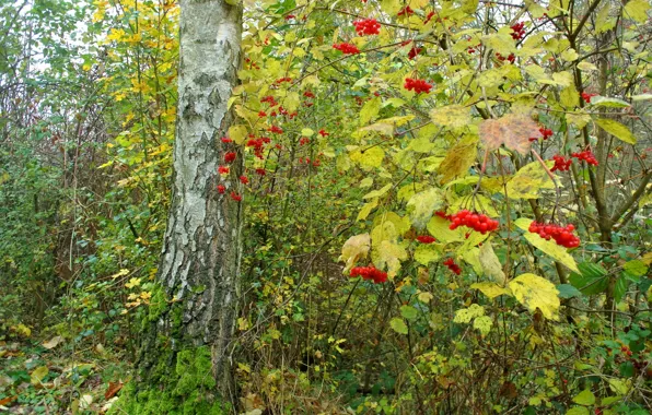 Picture autumn, forest, leaves, trees, berries, Bush, Kalina