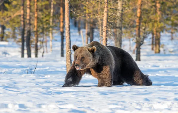 Winter, forest, snow, trees, pose, bear, bear, the snow