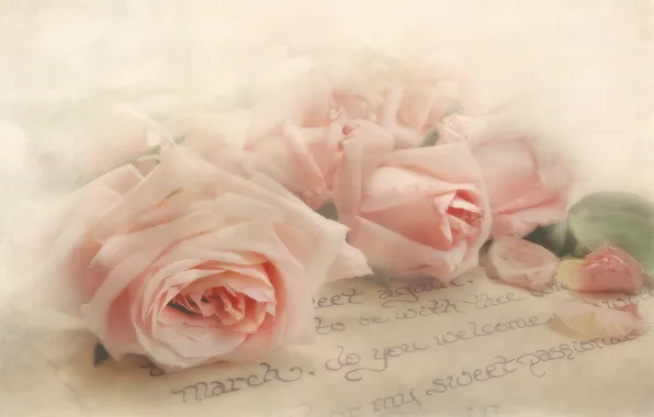 Letter, style, tenderness, roses, texture, petals, buds