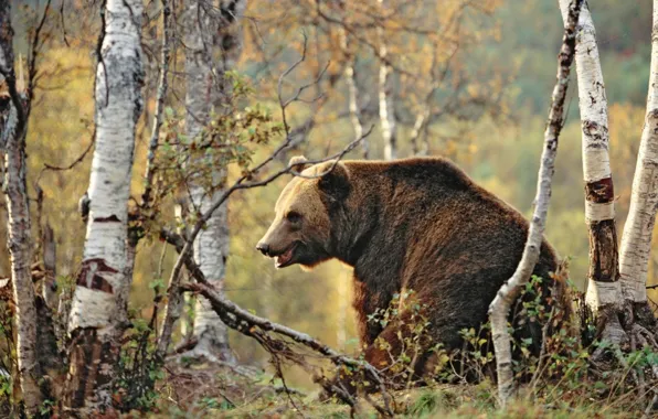 Picture bear, woods, animal, sitting in the_woods