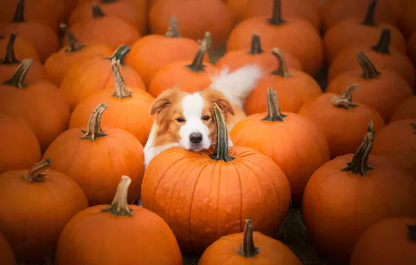 Dog, pumpkin, Beagle
