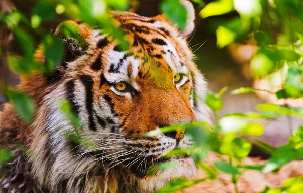 Tiger, animal, nature, tiger, big cat, hq Wallpapers