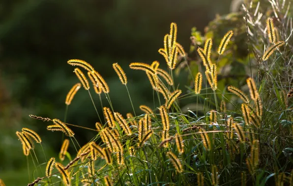 Summer, grass, macro, nature
