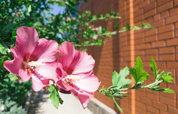 Flowers, house, wall, the building, plant, Russia, bokeh, Artem