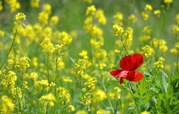 Summer, flowers, red, Mac, spring, yellow, rape, rapeseed field