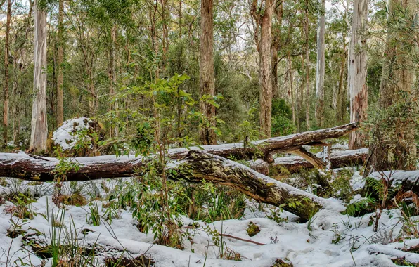 Winter, forest, snow, trees, HDR, Australia, Barrington Tops National Park