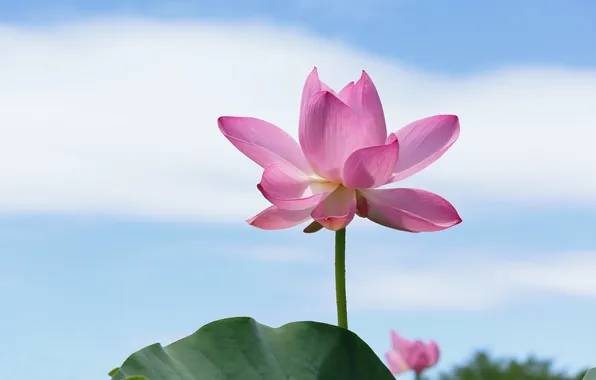 Picture the sky, pink, Lotus