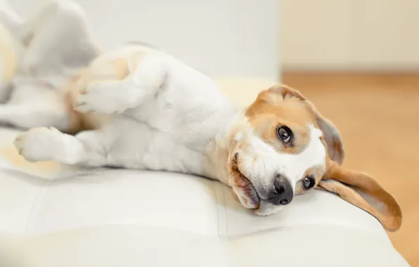 Picture dog, puppy, puppy, dog, pet, dogs, Beagle, beagle