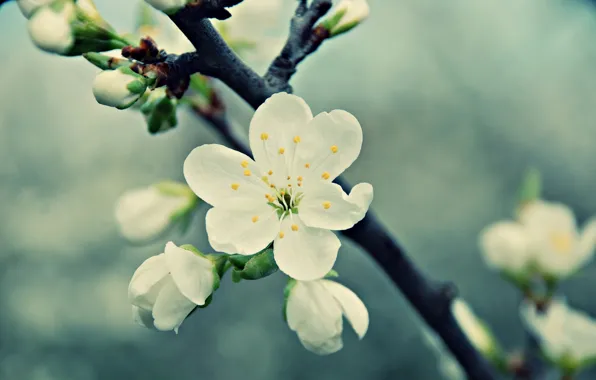 White, flower, macro, cherry, branch, spring, petals, flowering