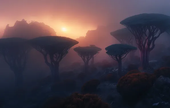 Forest, trees, fog, rocks, dawn, haze, baobabs, twilight