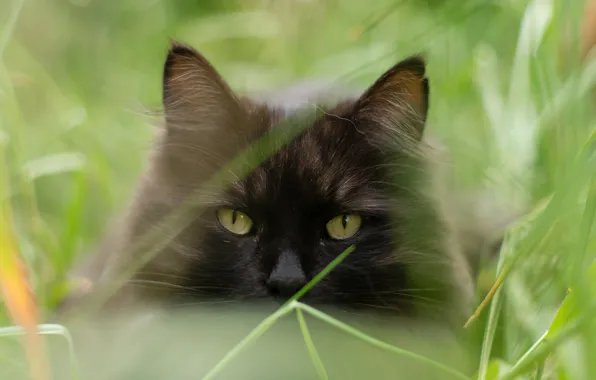 Cat, summer, cat, face