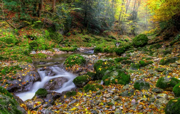 Autumn, forest, leaves, stream, forest, Nature, falling leaves, water