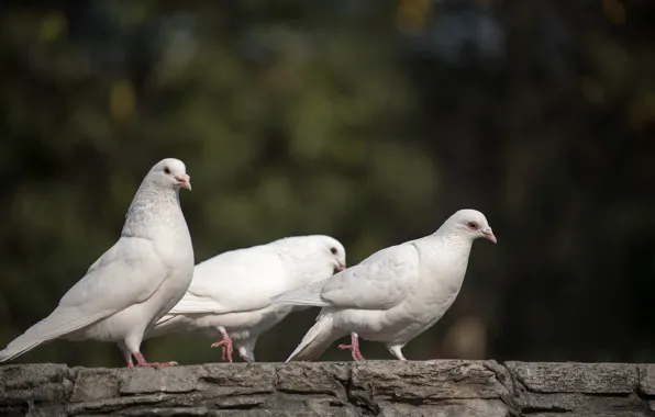 Nature, nature, white doves, white doves